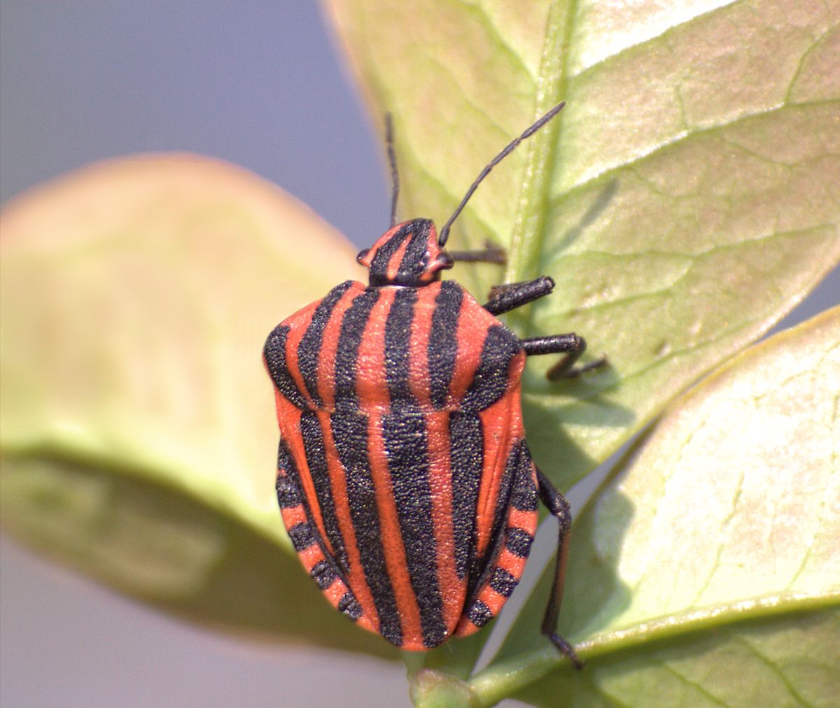 Graphosoma lineatum italicum